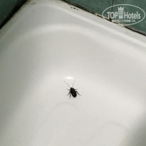 фото из отзыва ID 2192828