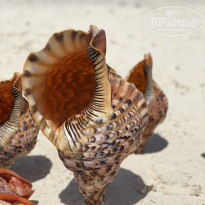 фото из отзыва ID 2193280