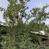 фото из отзыва ID 2194238