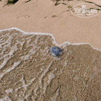 фото из отзыва ID 2194591