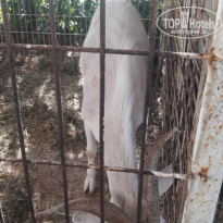 фото из отзыва ID 2194635