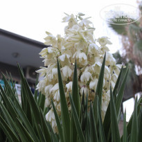 фото из отзыва ID 2195248