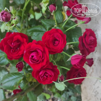фото из отзыва ID 2196711