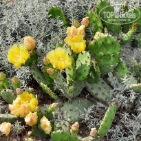 фото из отзыва ID 2197642