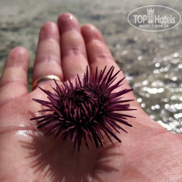 фото из отзыва ID 2197783