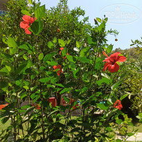 фото из отзыва ID 2197900