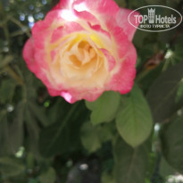 фото из отзыва ID 2199060