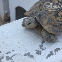 фото из отзыва ID 2199052