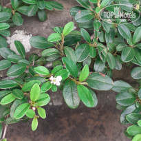 фото из отзыва ID 2199116