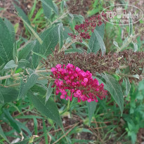 фото из отзыва ID 2199116