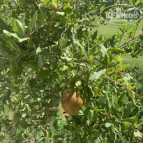 фото из отзыва ID 2199343