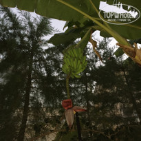 фото из отзыва ID 2199560