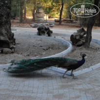 фото из отзыва ID 2200071