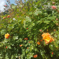 фото из отзыва ID 2200379