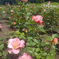 фото из отзыва ID 2200379