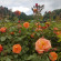 фото из отзыва ID 2200379