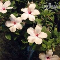 фото из отзыва ID 2201276