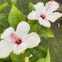 фото из отзыва ID 2201520