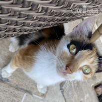 фото из отзыва ID 2201520