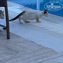 фото из отзыва ID 2201520