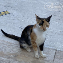 фото из отзыва ID 2201520