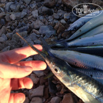 фото из отзыва ID 2202104