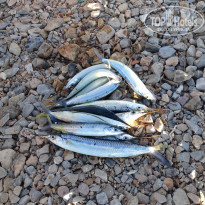 фото из отзыва ID 2202104