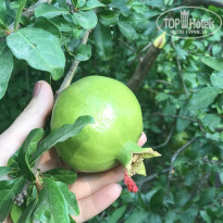 фото из отзыва ID 2202830