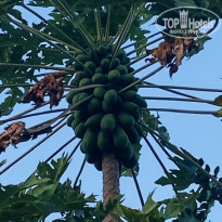 фото из отзыва ID 2203012