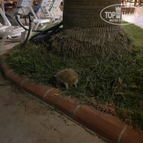 фото из отзыва ID 2203176