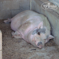 фото из отзыва ID 2203301