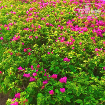 фото из отзыва ID 2203407