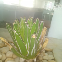 фото из отзыва ID 2206634