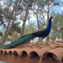 фото из отзыва ID 2206692