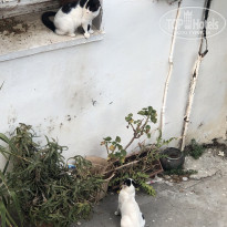 фото из отзыва ID 2207777