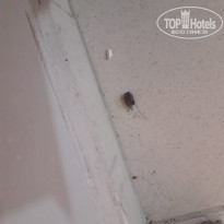 фото из отзыва ID 2208864