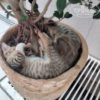 фото из отзыва ID 2208870