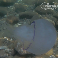 фото из отзыва ID 2209766