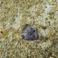 фото из отзыва ID 2210646