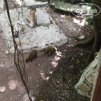 фото из отзыва ID 2211415