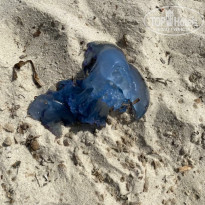 фото из отзыва ID 2210688