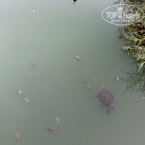 фото из отзыва ID 2212276