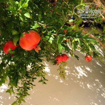 фото из отзыва ID 2212757