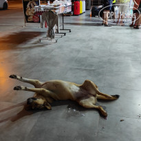 фото из отзыва ID 2211160