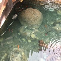 фото из отзыва ID 2213913