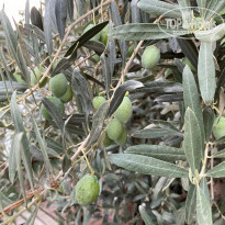 фото из отзыва ID 2215591