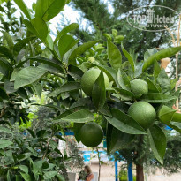 фото из отзыва ID 2215591