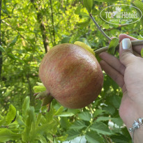 фото из отзыва ID 2217558