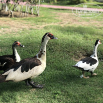 фото из отзыва ID 2218804