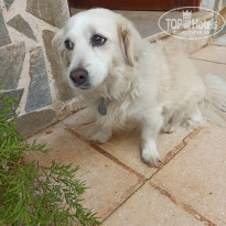 фото из отзыва ID 2219051